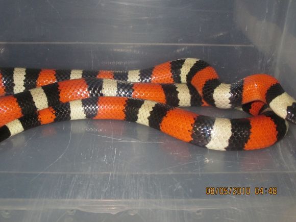 lampropeltis triangulum campbelli   